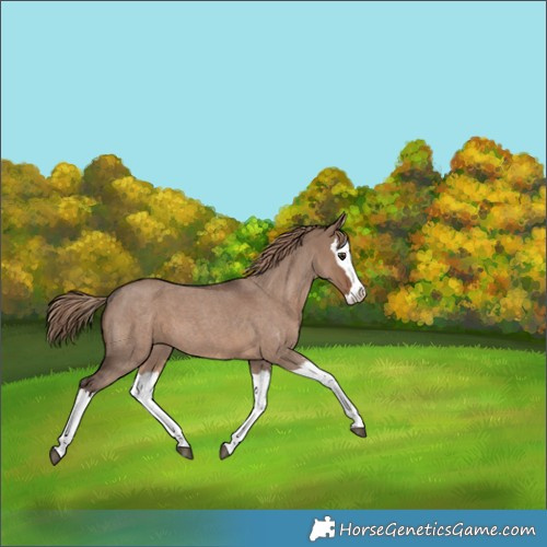 Horse Color:Liver Red Dun Roan Splash 