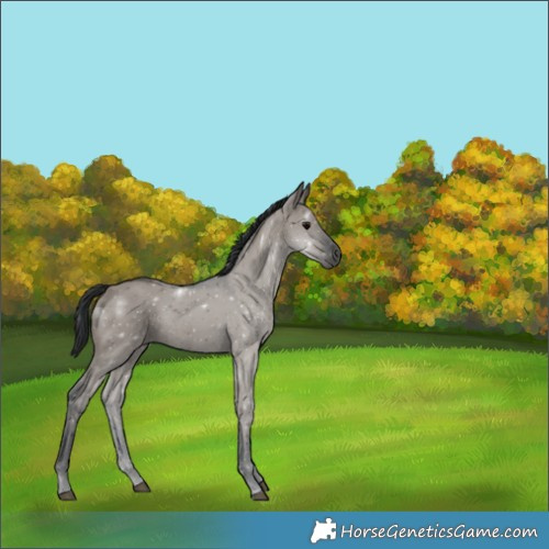 Horse Color:Grullo 