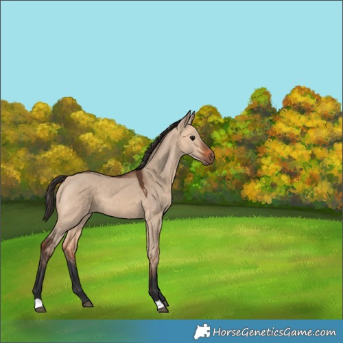 Horse Color:Bay Dun 