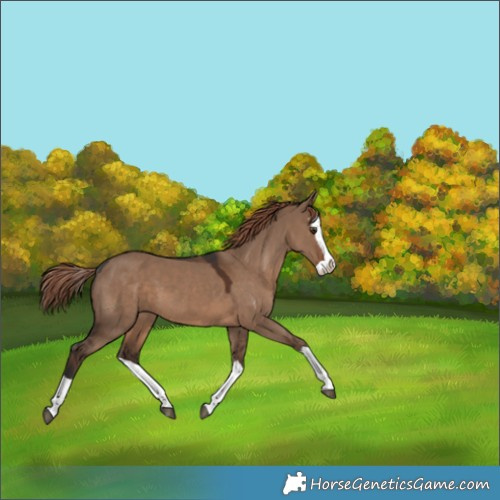 Horse Color:Liver Red Dun Splash 