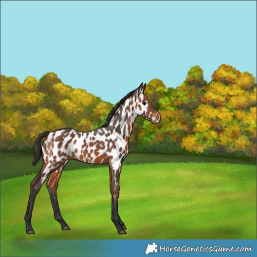 Horse Color:Bay Appaloosa 