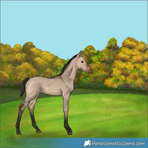 Horse Color:Bay Dun 