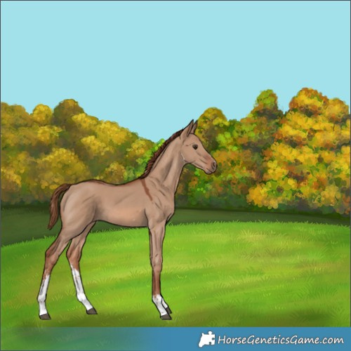 Horse Color:Red Dun Sabino 