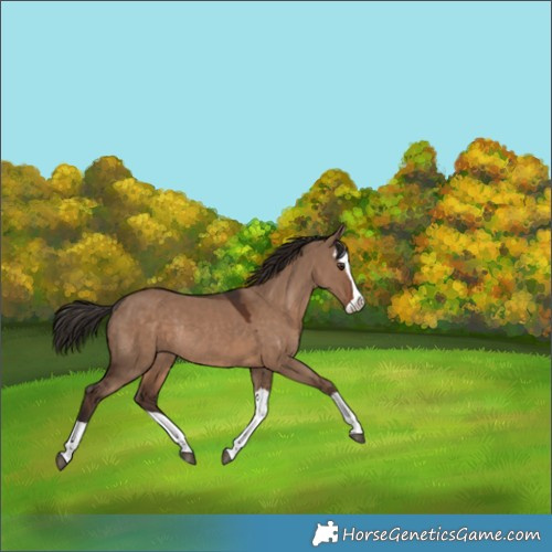 Horse Color:Liver Red Dun Splash Rabicano 