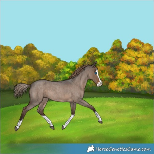 Horse Color:Liver Red Dun Roan Splash Rabicano 