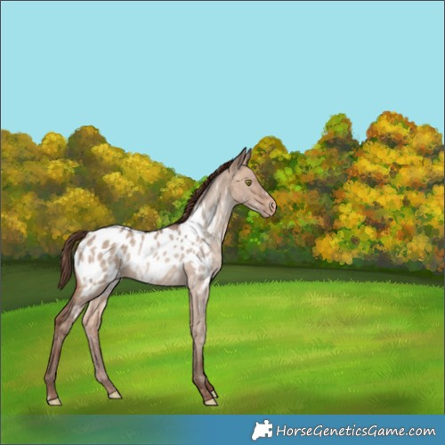 Horse Color:Sable Champagne Dun Appaloosa 