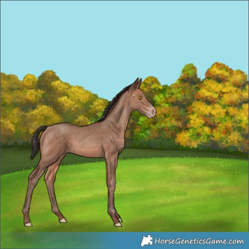 Horse Color:Sable Champagne 