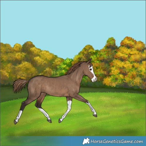 Horse Color:Liver Red Dun Splash Rabicano 