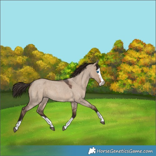 Horse Color:Liver Red Dun Roan Splash Rabicano 