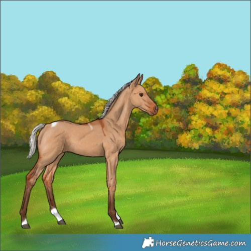 Horse Color:Silver Bay Dun Tobiano 