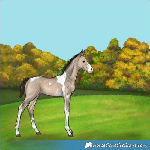 Horse Color:Bay Dun Sabino Tobiano 