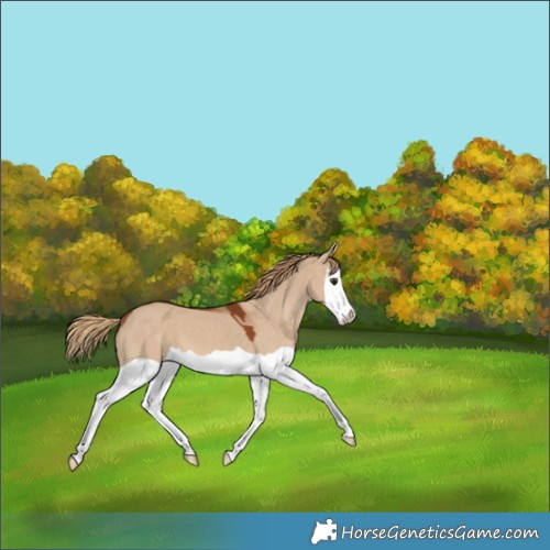 Horse Color:Red Dun Splash 