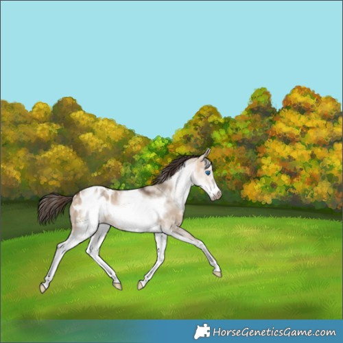 Horse Color:White Spotted Bay Dun Frame Appaloosa 