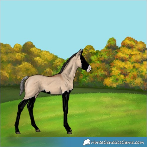 Horse Color:Bay Dun Splash 