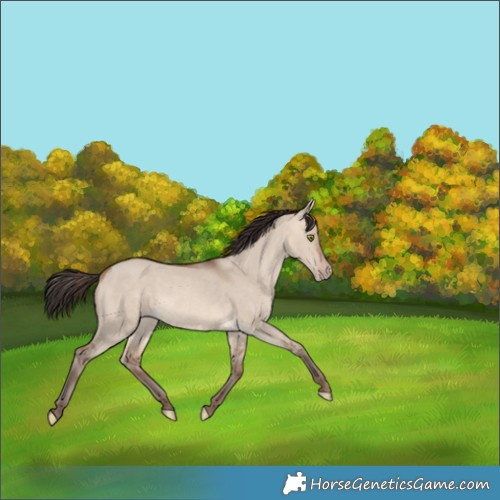 Horse Color:Sable Champagne Dun Rabicano 