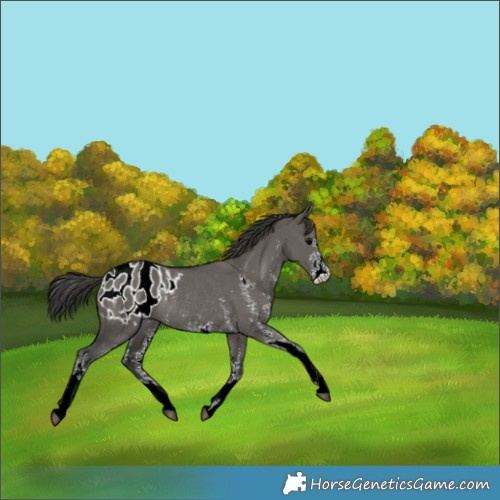 Horse Color:Grullo Sabino Appaloosa Rabicano 
