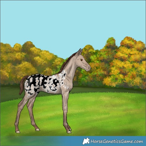 Horse Color:Classic Champagne Dun Appaloosa 