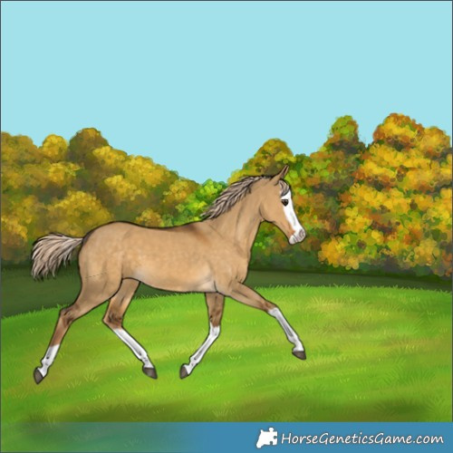Horse Color:Chocolate Palomino Dun Splash 