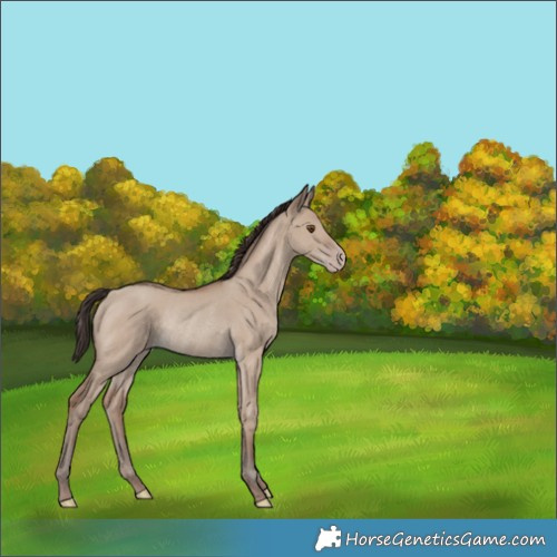Horse Color:Classic Champagne Dun Rabicano 