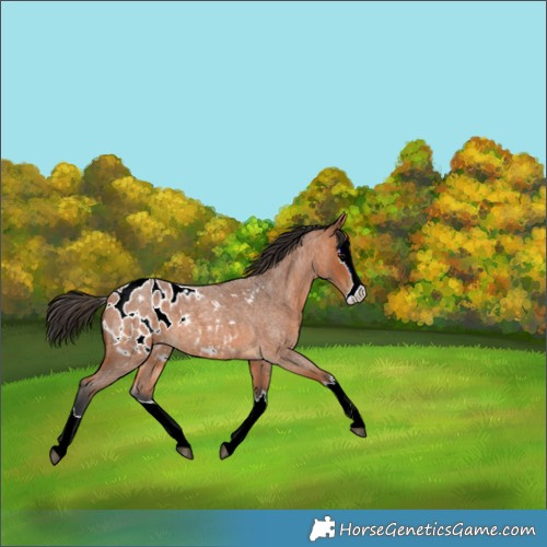 Horse Color:Bay Roan Splash Appaloosa 
