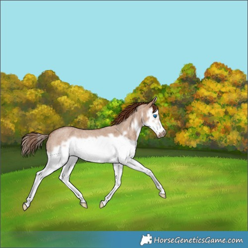 Horse Color:Red Dun Roan Splash Frame Rabicano 