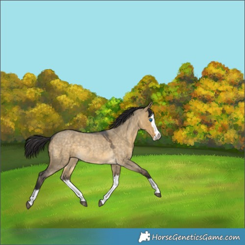 Horse Color:Buckskin Roan Dun Splash Rabicano 