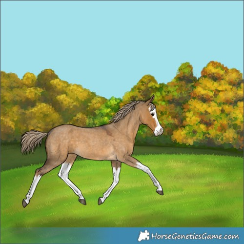Horse Color:Chocolate Palomino Roan Dun Splash 