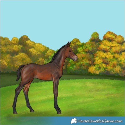 Horse Color:Brown Appaloosa 