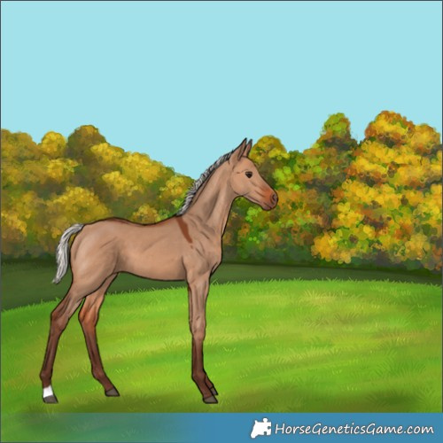 Horse Color:Silver Bay Dun 