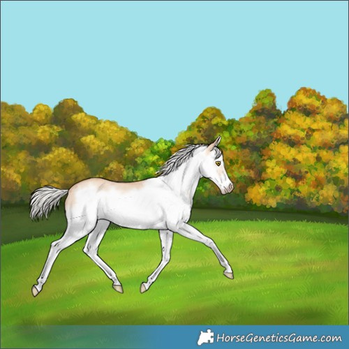 Horse Color:Silver Classic Champagne Roan Dun Splash Frame Rabicano 