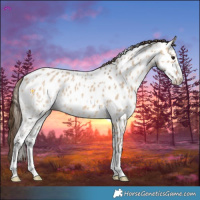 Horse Color:Bay Dun Appaloosa 