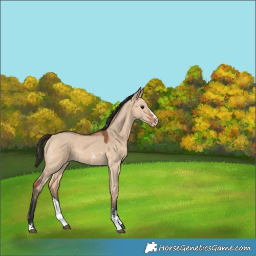 Horse Color:Bay Dun Sabino 
