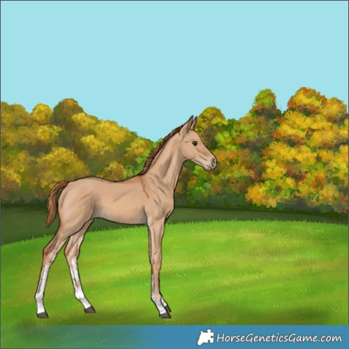 Horse Color:Red Dun Sabino 