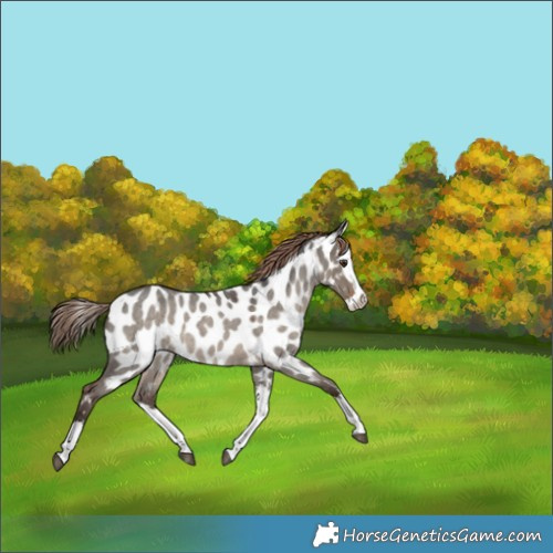 Horse Color:Liver Red Dun Roan Splash Appaloosa 
