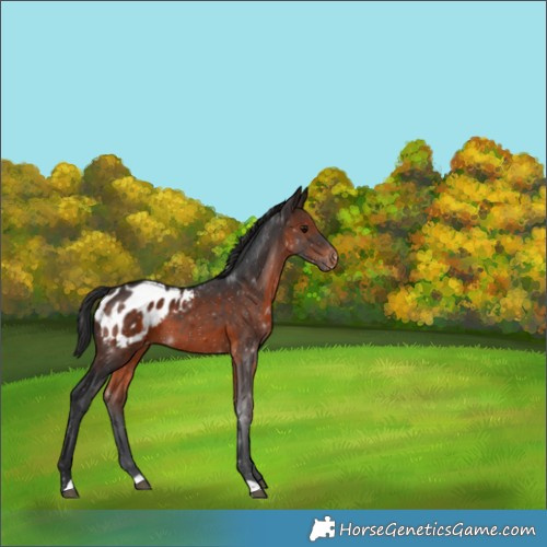 Horse Color:Brown Appaloosa 