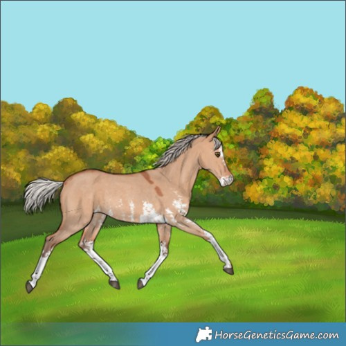 Horse Color:Silver Bay Dun Sabino Rabicano 