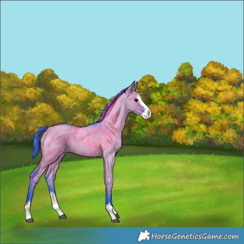 Horse Color:Watercolor Grullo Roan Splash 