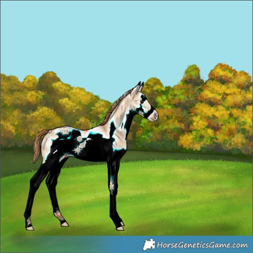 Horse Color:White Spotted Red Dun Splash Frame 