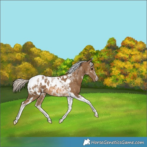 Horse Color:Chocolate Palomino Tobiano Appaloosa 
