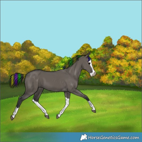Horse Color:Painted Grullo Splash 