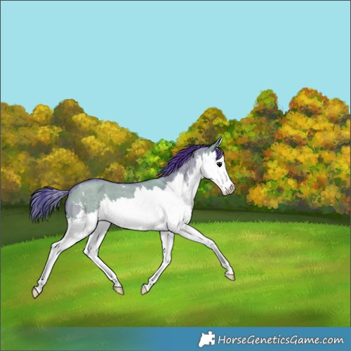 Horse Color:Watercolor Grullo Sabino Splash 