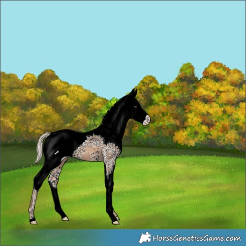 Horse Color:White Spotted Chocolate Palomino Roan Splash 