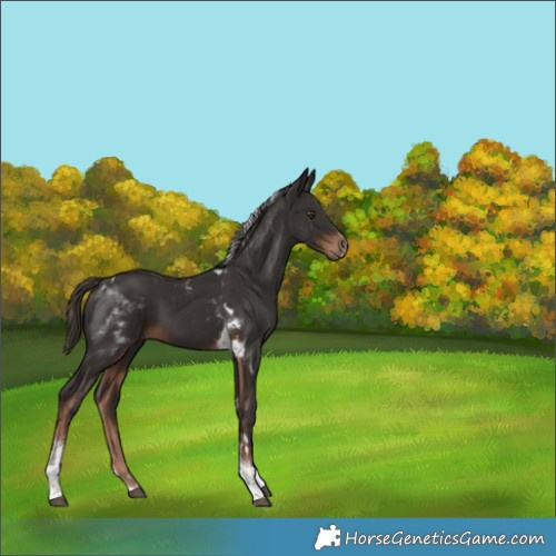 Horse Color:Liver Chestnut Tobiano 