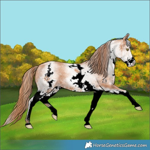 Horse Color:White Spotted Gold Champagne 