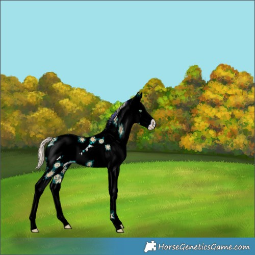 Horse Color:White Spotted Gold Cream Champagne Dun Splash 