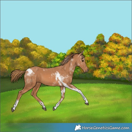 Horse Color:Chestnut Tobiano 