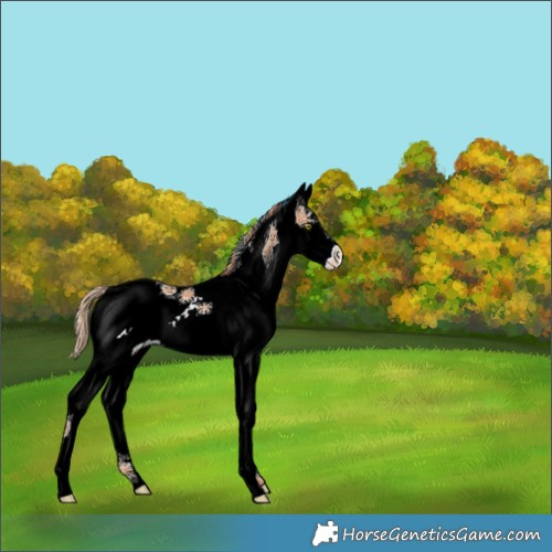 Horse Color:White Spotted Gold Champagne 
