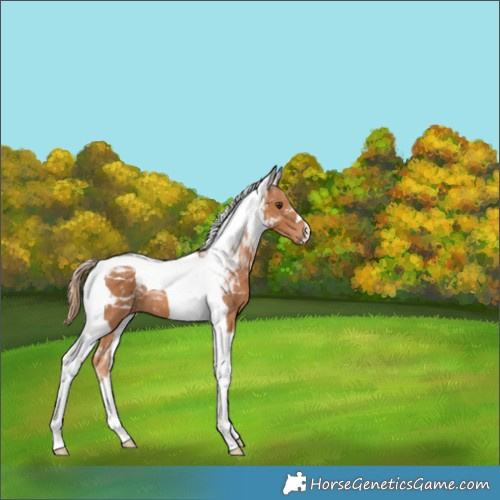 Horse Color:Chestnut Tobiano 