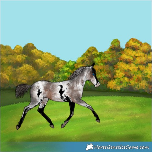 Horse Color:White Spotted Liver Red Roan Splash 