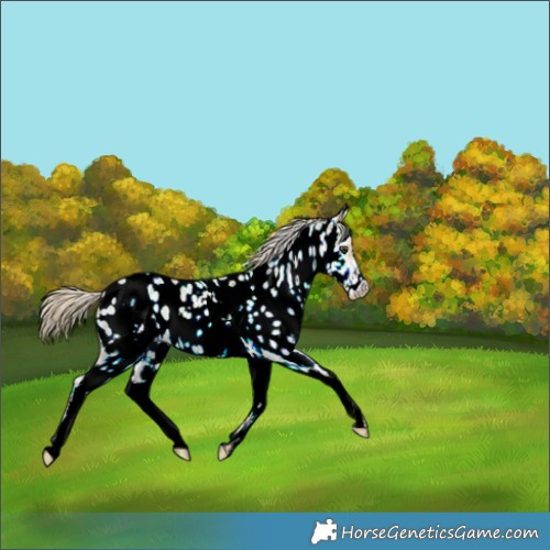 Horse Color:White Spotted Chocolate Palomino Dun Appaloosa 